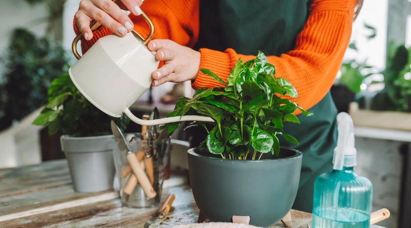 8 Houseplants That Will Thrive in Your Kitchen