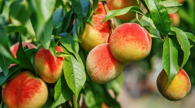 9 Best Fruit Trees You Can Grow by Province