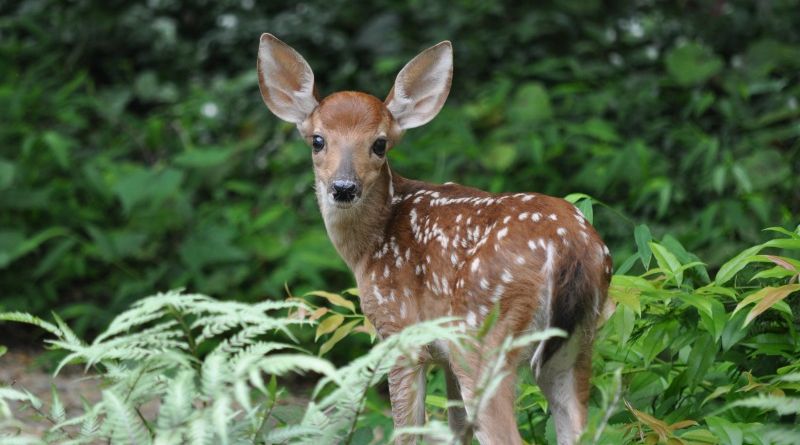 How to Attract Deer: 8 Easy-to-Follow Methods