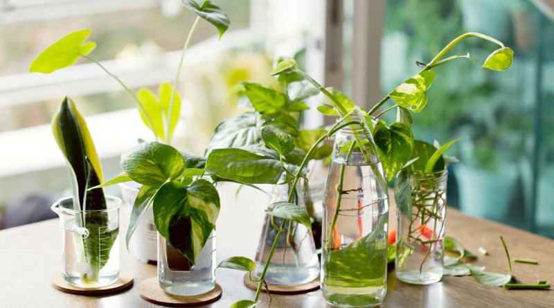 Top 8 Plants That Can Be Grown From Cuttings In Water