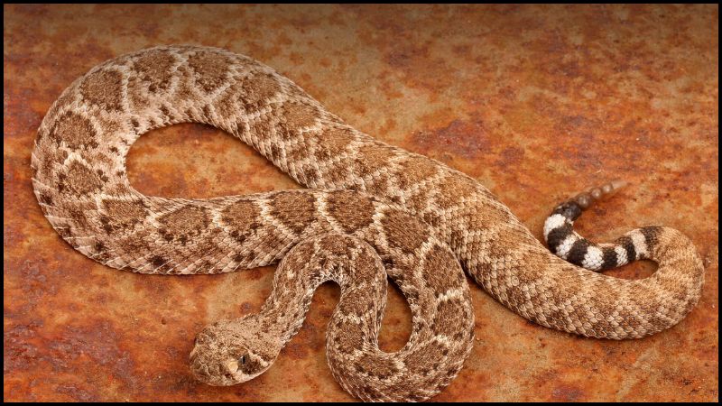 7 States That Are Hotspots For Rattlesnakes